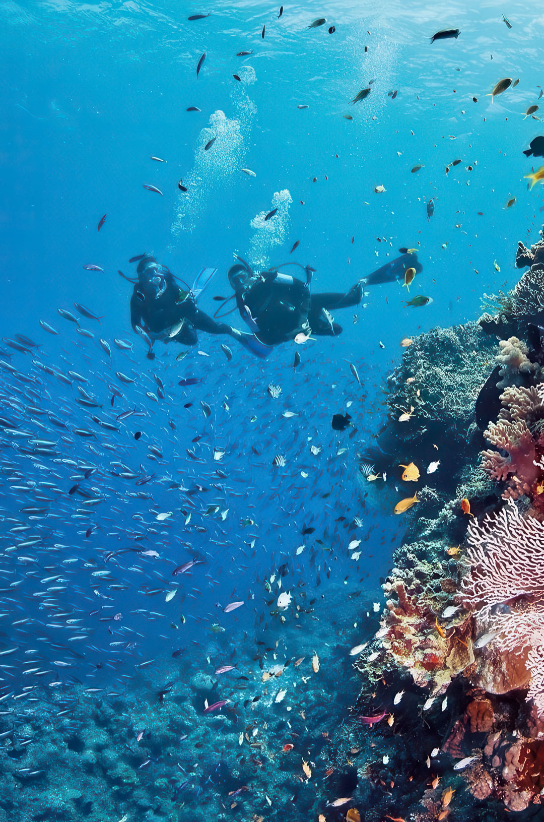 Scuba diving coral reef canvas art depicting two divers exploring colorful fish and coral reef