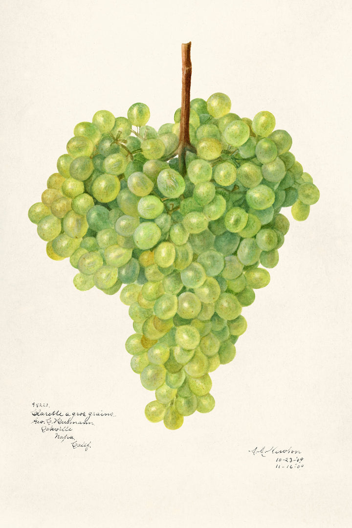 Wadi Home Botanical Grape Cluster Wall Art, realistic green grape illustration on cream background, rustic charm, organic elegance.