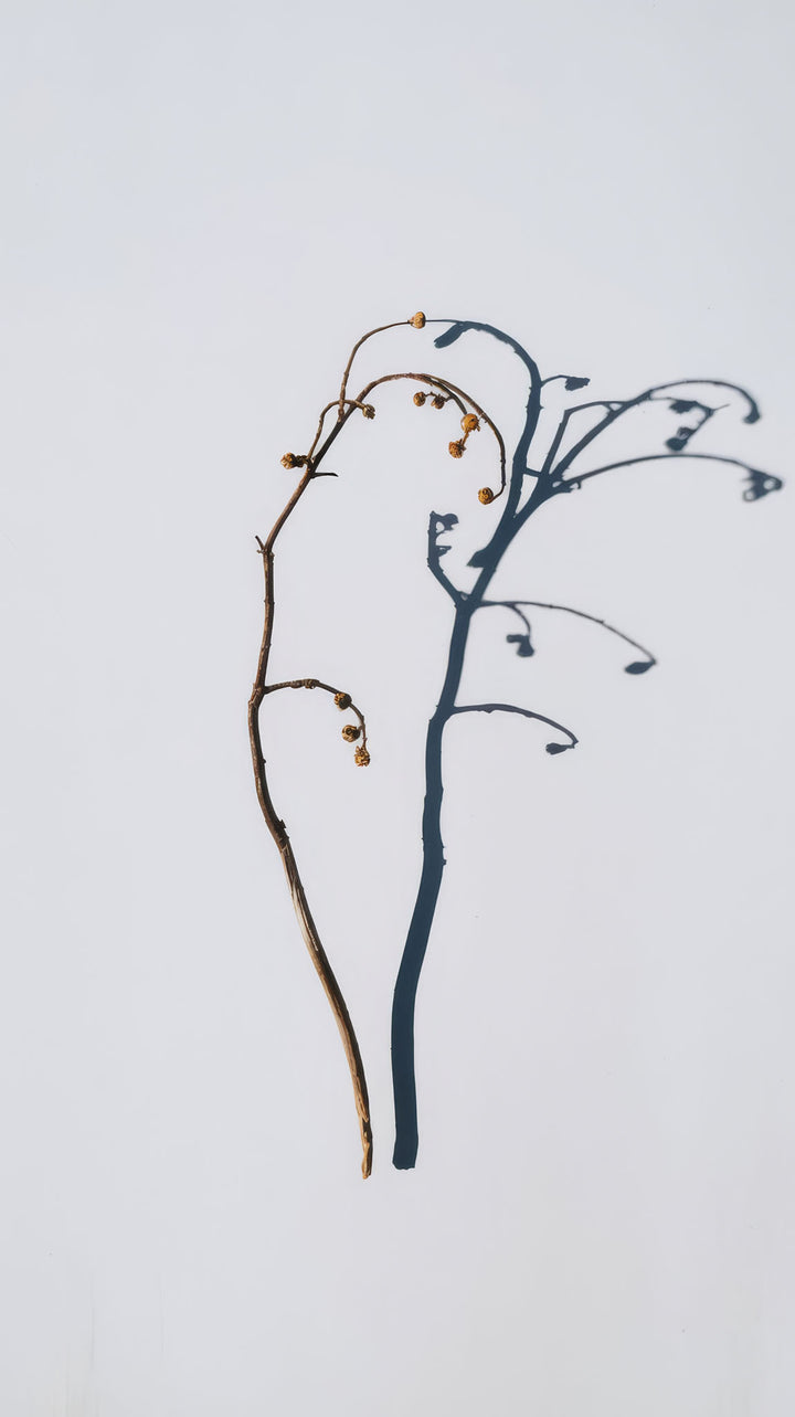 Wadi Home minimalist botanical branch wall art in brown and deep blue on white background, modern Scandinavian decor.