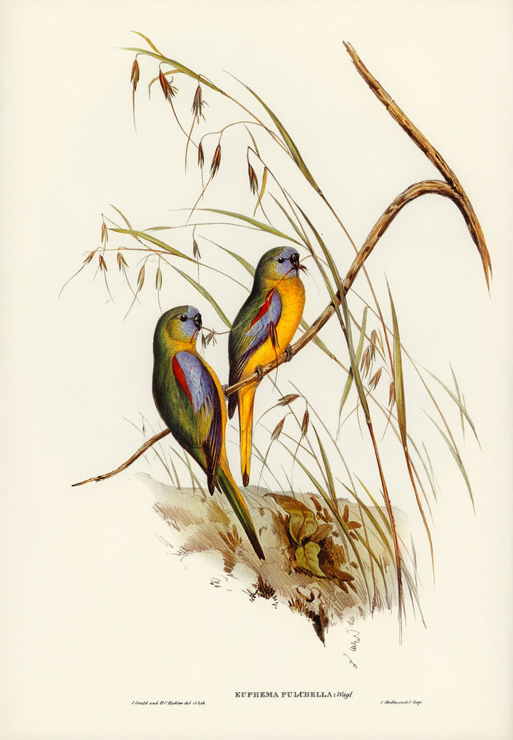 Wadi Home vintage illustration of two colorful parrots perched on a branch with tall grasses. Features yellow, blue, and green plumage.