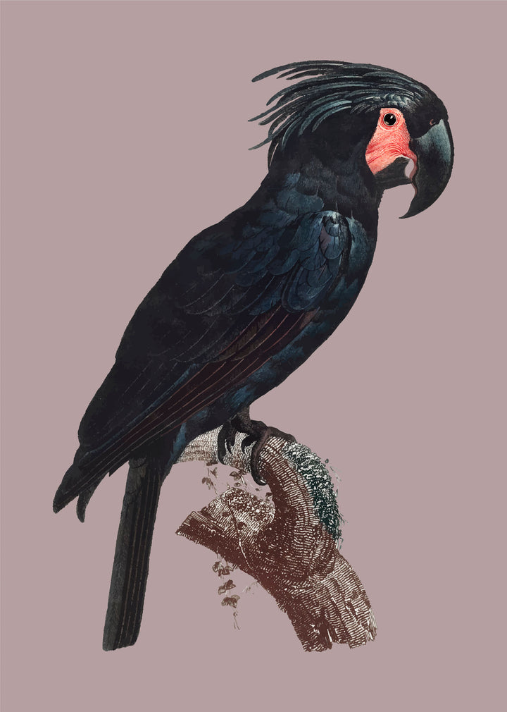 Wadi Home vintage style wall art print featuring a black cockatoo on a mauve background in a modern living room.