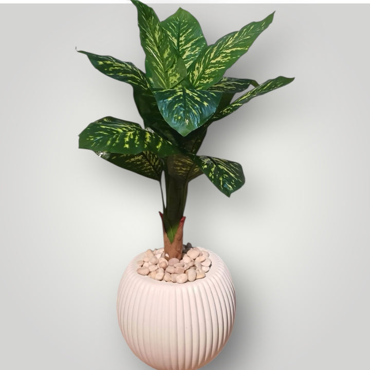 Artificial Dieffenbachia Plant in White Ribbed Pot