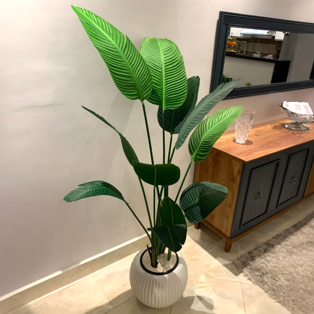 Potted plant in a room with a wooden cabinet and mirror