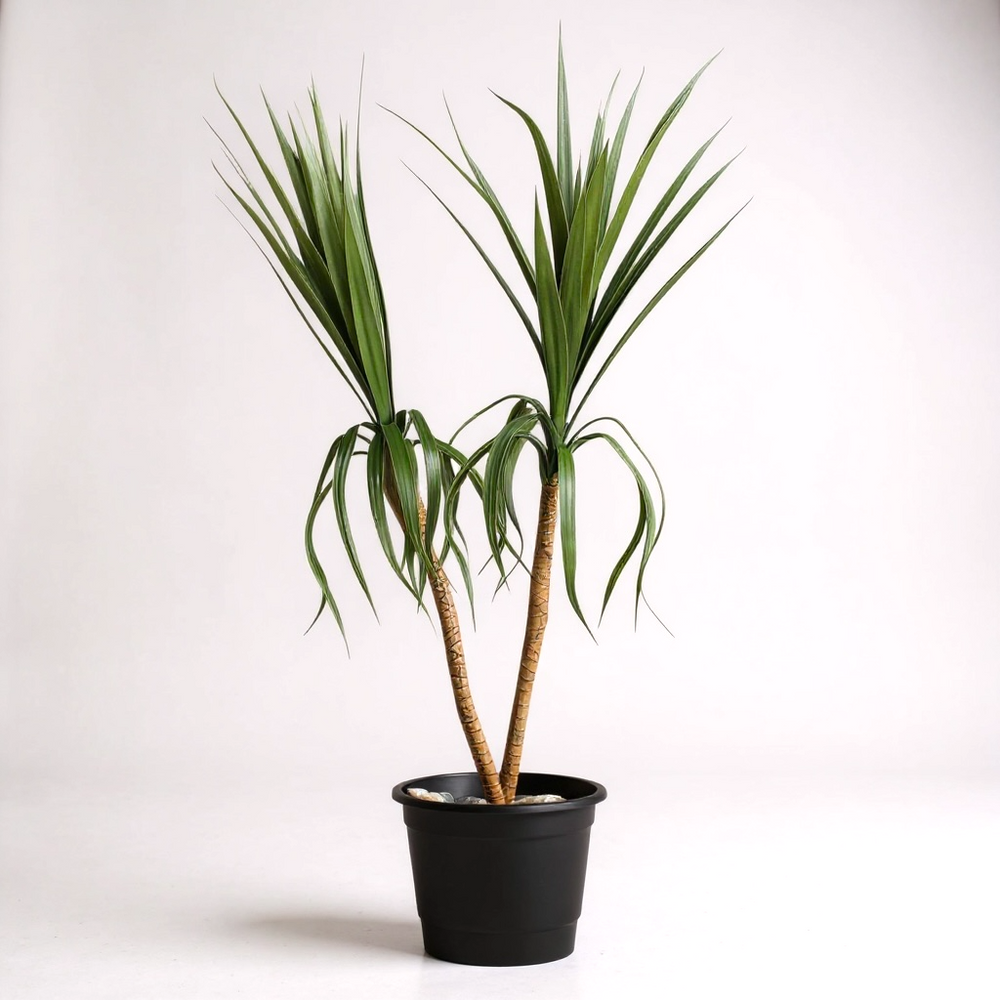 Artificial Dracaena plant in black pot with decorative stones