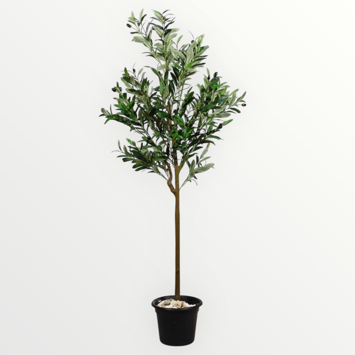 Artificial Olive Tree in Black Ribbed Pot