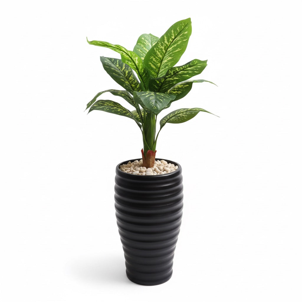 Artificial Dieffenbachia Plant in Tall Black Ribbed Pot