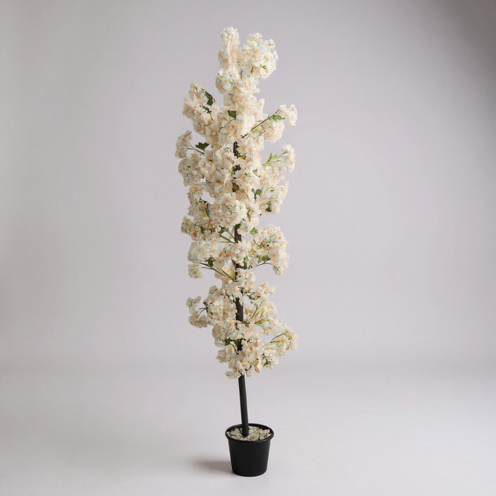 Cherry Blossom Tree - Cream