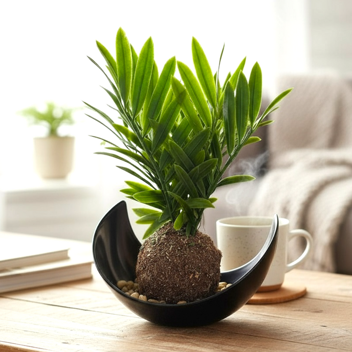 Artificial palm kokedama plant in modern black bowl on wooden table with coffee cup