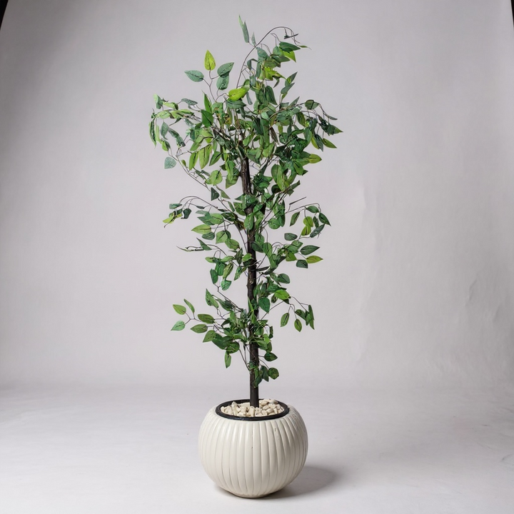 Benjamina Tree in Ribbed White Pot