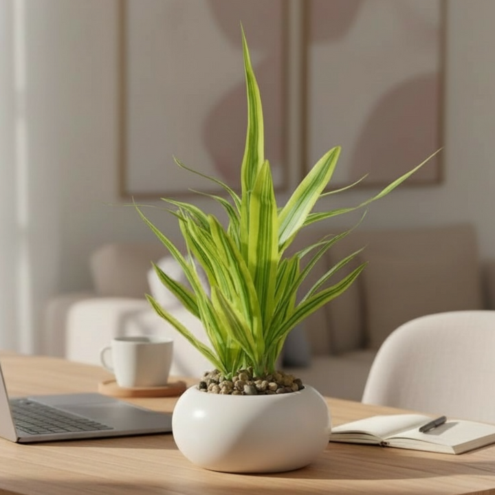 Artificial Green Dracaena Desk Plant
