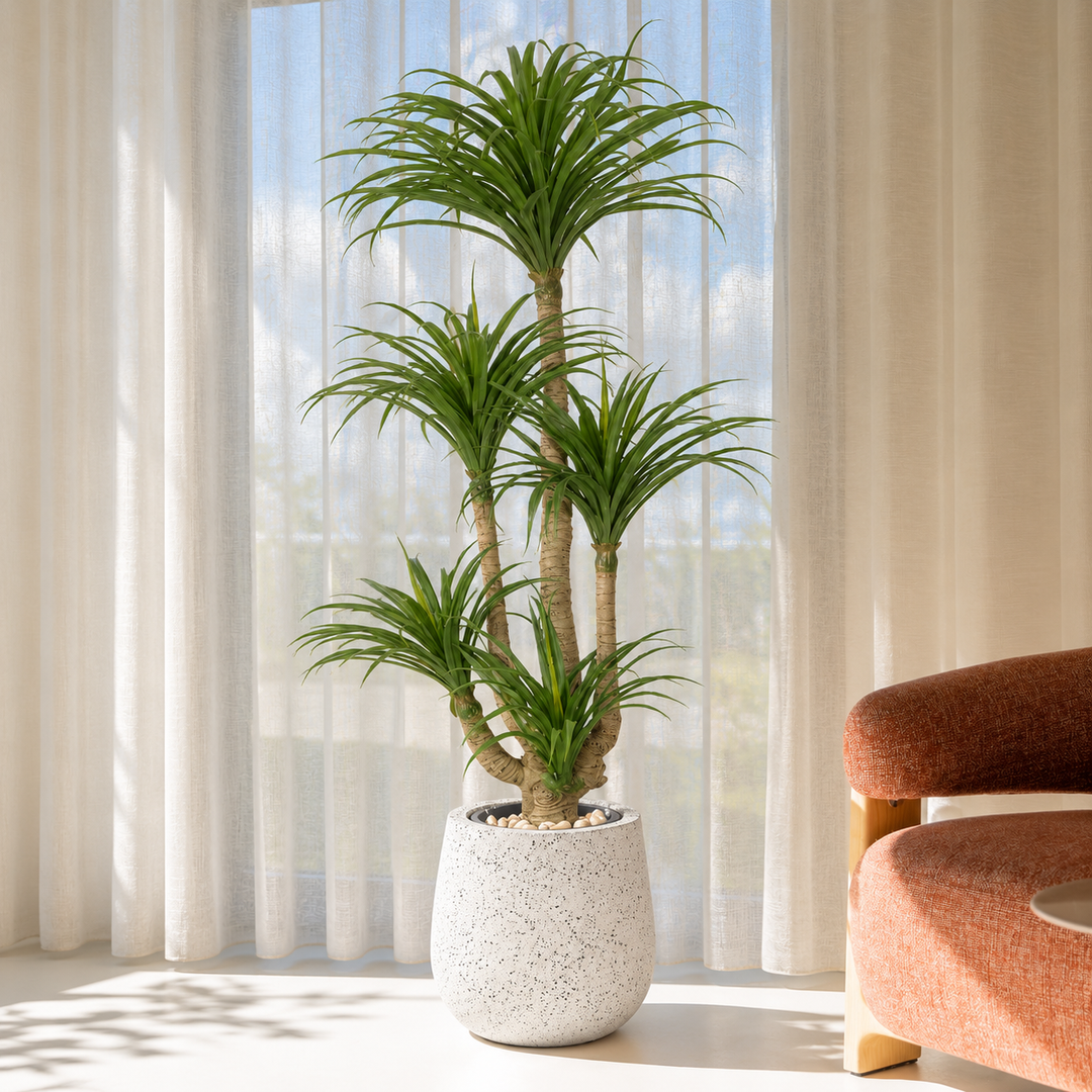 175 cm artificial multi-head dracaena with arching green leaves and branching trunks in a white speckled fiberglass pot with pale decorative stones.