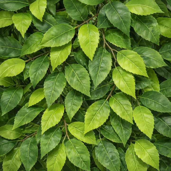 Artificial Ficus Tree in Two-Tone Woven Pot – 200 cm — foliage close-up