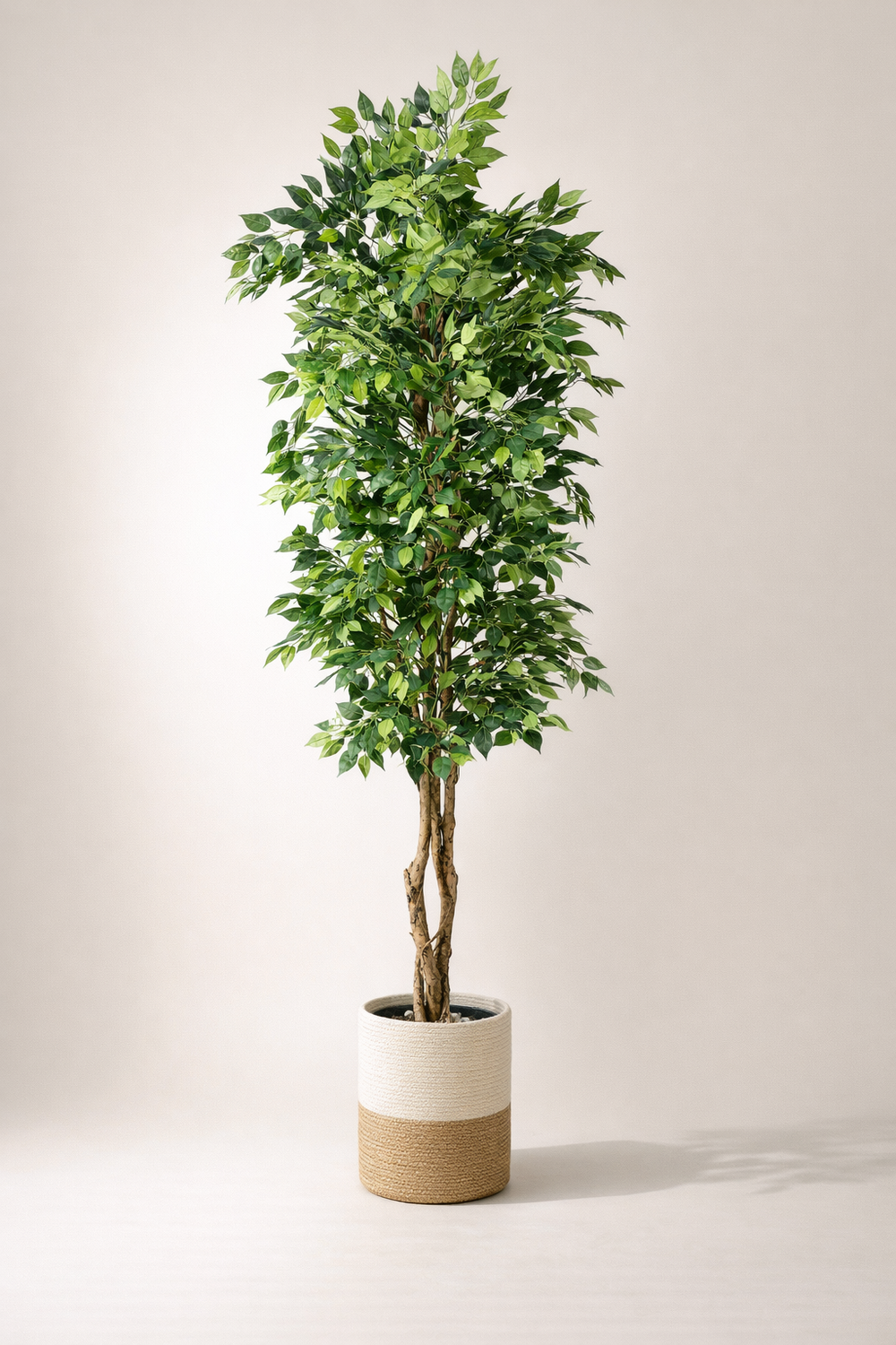 Artificial Ficus Tree in Two-Tone Woven Pot – 200 cm — full studio view