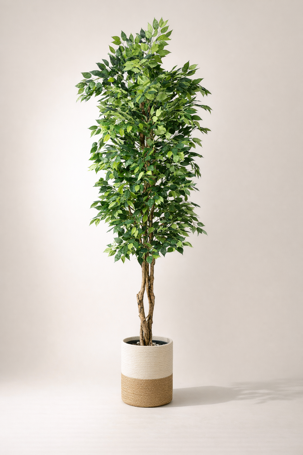 Artificial Ficus Tree in Two-Tone Woven Pot – 200 cm — full studio view