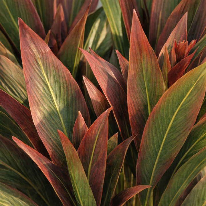 Artificial Dracaena in White Ribbed Pot – 180 cm — foliage close-up