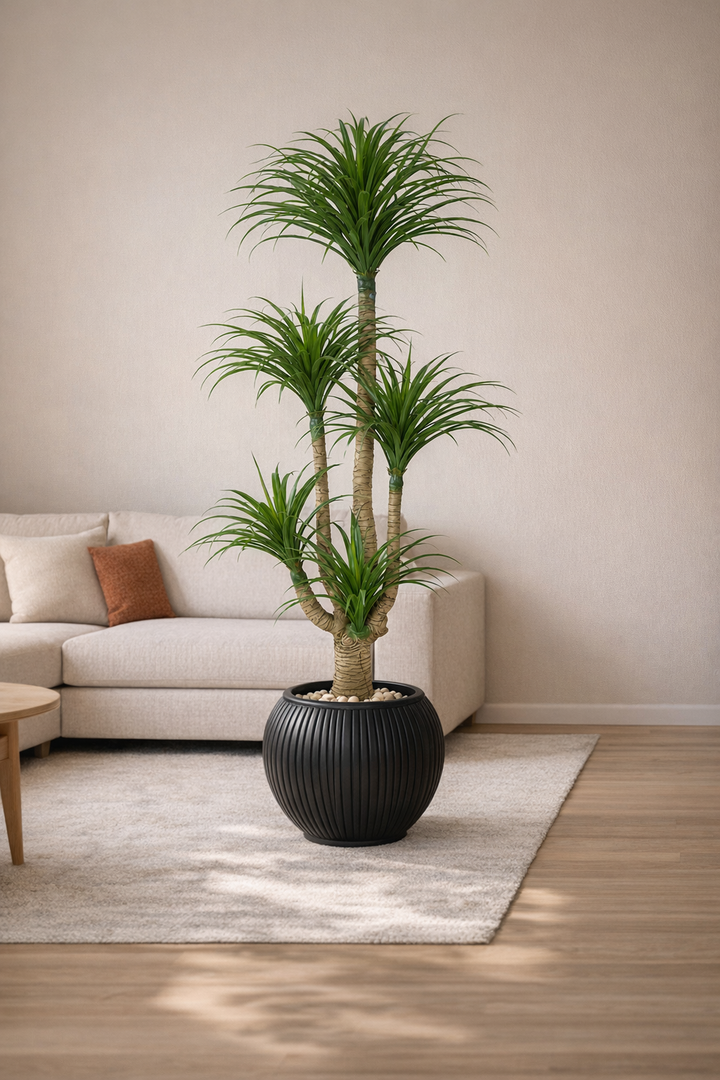 Artificial Multi-Head Dracaena in Black Ribbed Pot – 165 cm — interior lifestyle view