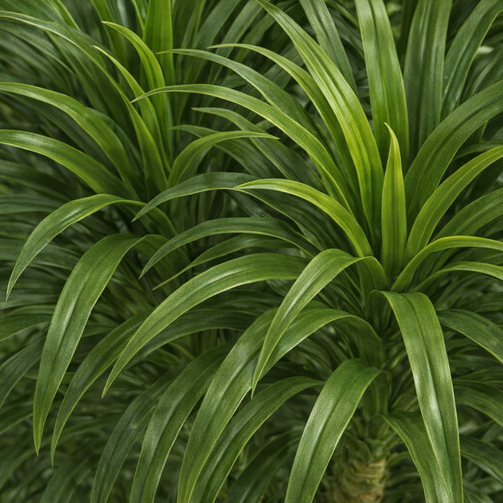 Artificial Multi-Head Dracaena in White Textured Pot – 170 cm — foliage close-up