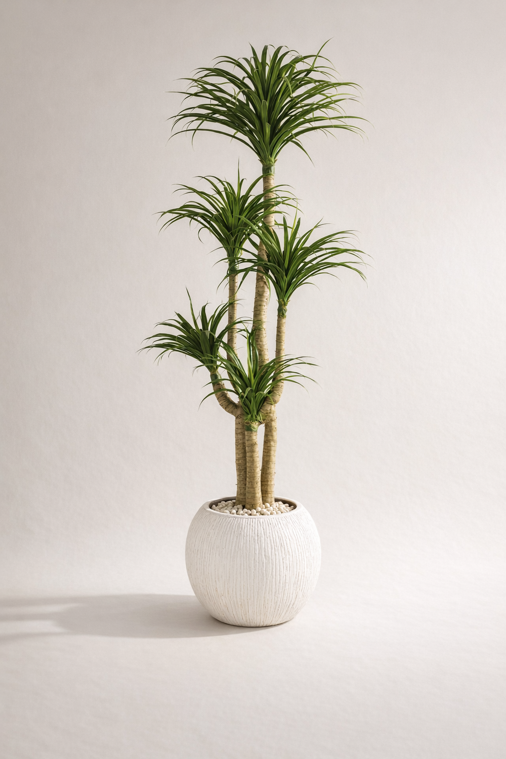 Artificial Multi-Head Dracaena in White Textured Pot – 170 cm — full studio view
