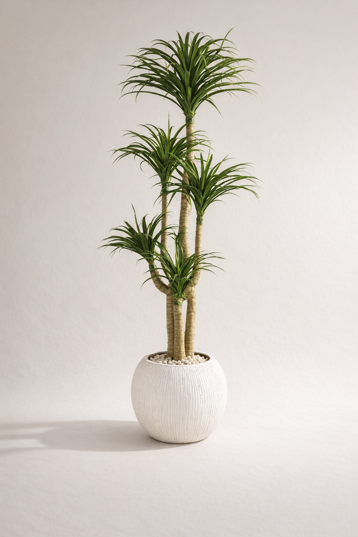 Artificial Multi-Head Dracaena in White Textured Pot – 170 cm — full studio view
