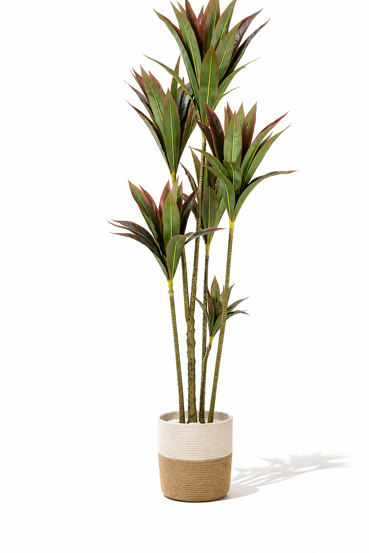 Artificial red-green Dracaena tree with original woven planter — studio view