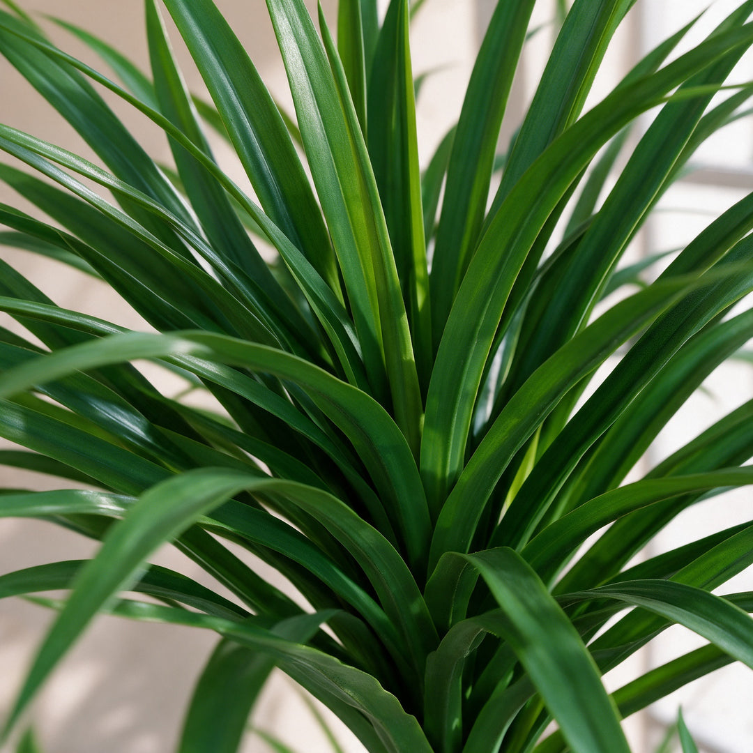 Artificial Three-Head Dracaena in Black Ribbed Pot – 165 cm — foliage close-up