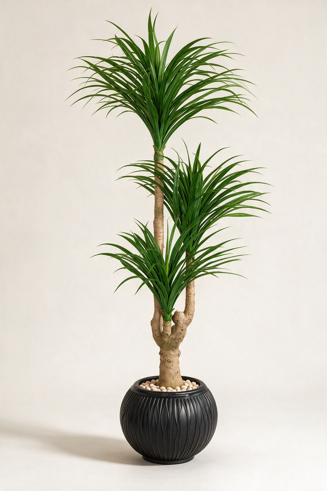 Artificial Three-Head Dracaena in Black Ribbed Pot – 165 cm — full studio view