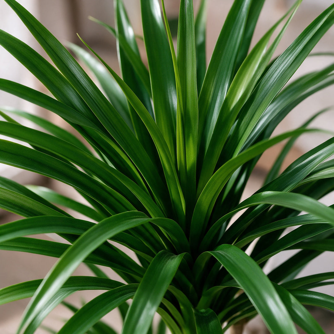 Artificial Three-Head Dracaena in White Ribbed Pot – 165 cm — foliage close-up