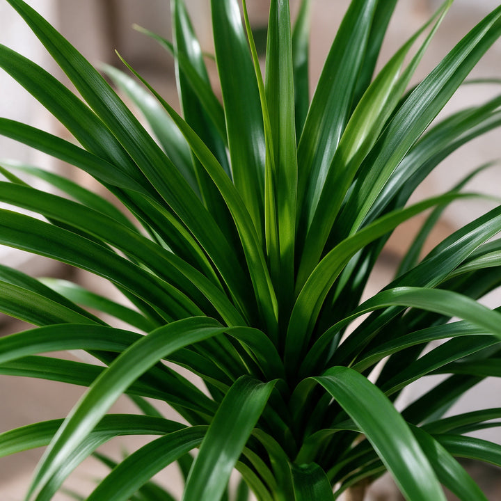 Artificial Three-Head Dracaena in White Ribbed Pot – 165 cm — foliage close-up