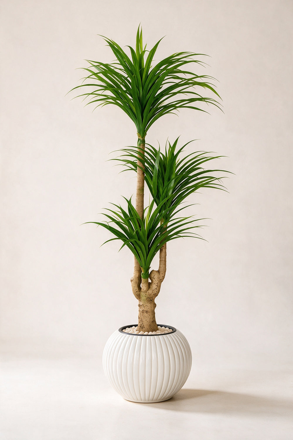 Artificial Three-Head Dracaena in White Ribbed Pot – 165 cm — full studio view
