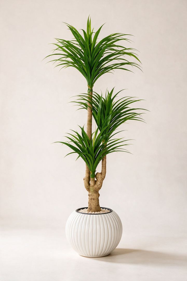 Artificial Three-Head Dracaena in White Ribbed Pot – 165 cm — full studio view