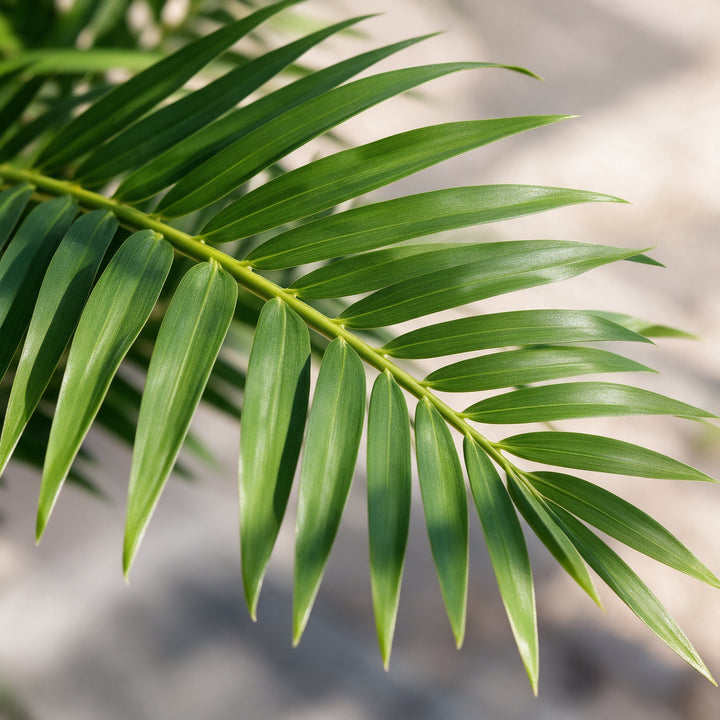 Artificial Palm in Gold Fiberglass Pot – 170 cm — foliage close-up
