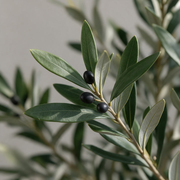Artificial Olive Tree in Asymmetric Fiberglass Pot – 160 cm — foliage and existing olive fruit close-up