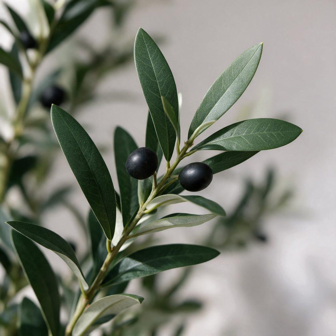 Artificial Olive Tree in Tall White Fiberglass Pot – 200 cm — foliage and existing olive fruit close-up