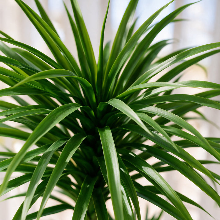 Artificial Three-Head Dracaena in Tall White Fiberglass Pot – 200 cm — foliage close-up