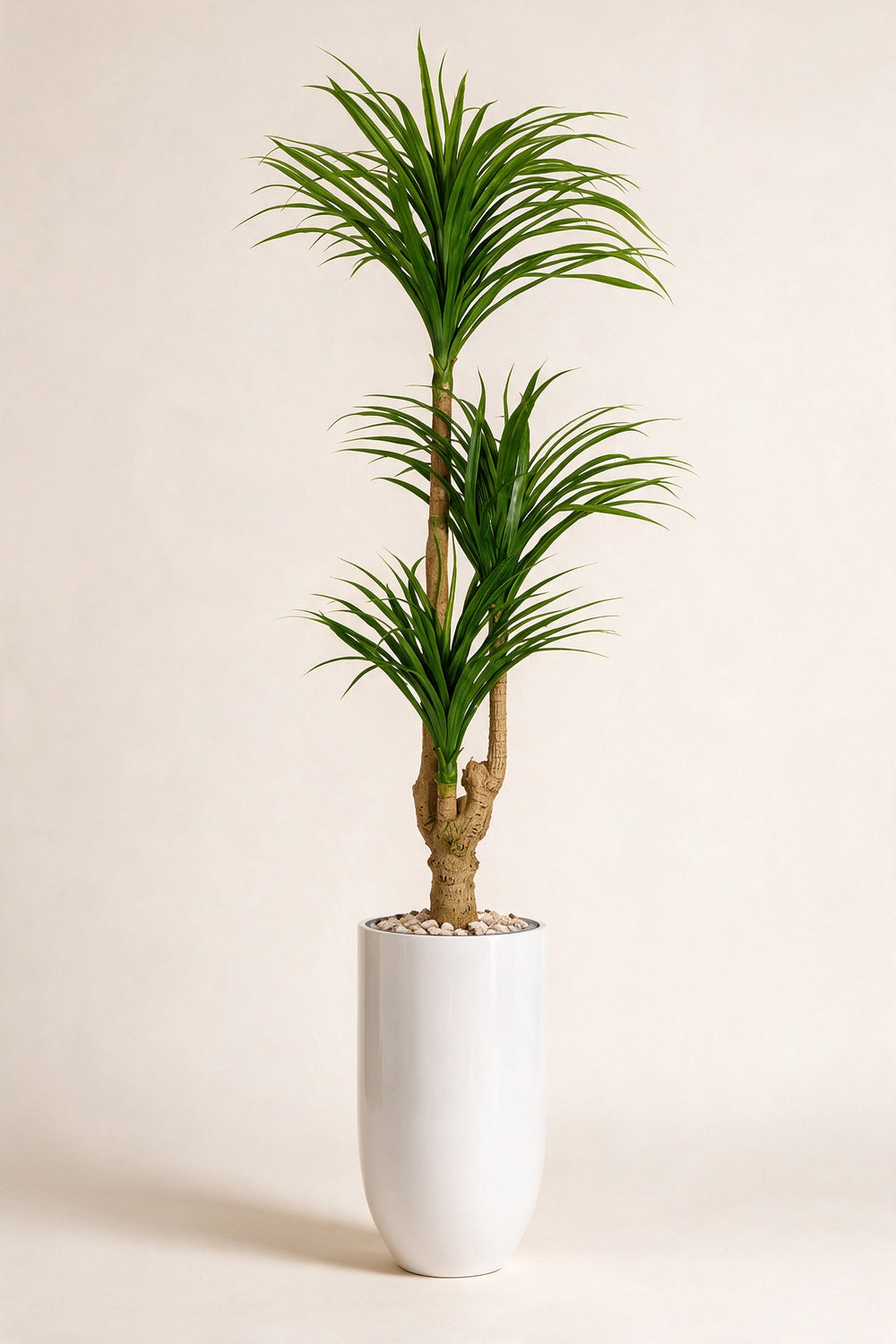 Artificial Three-Head Dracaena in Tall White Fiberglass Pot – 200 cm — full studio view