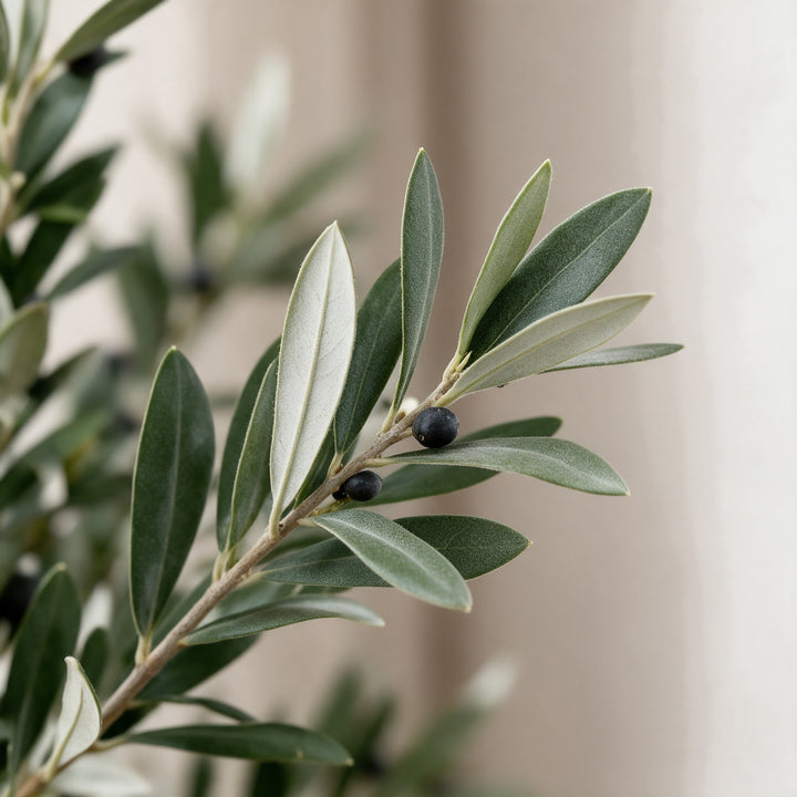 Artificial Olive Tree in Wide Pebble Fiberglass Pot – 150 cm — foliage and existing olive fruit close-up