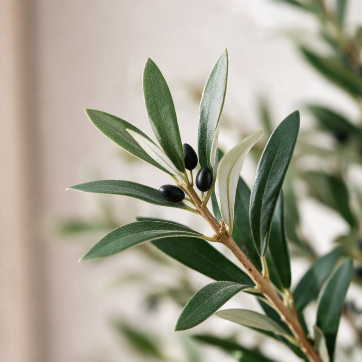 Artificial Olive Tree with Curved Trunk in Woven Pot – 210 cm — foliage and existing olive fruit close-up