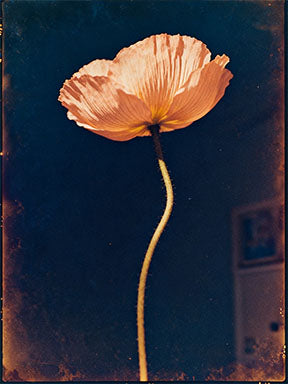 Wadi Home peach poppy flower art print on navy background, minimalist botanical decor.