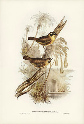 Wadi Home vintage bird illustration wall art featuring two brown birds on a branch with naturalistic background details.