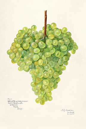 Wadi Home Botanical Grape Cluster Wall Art, realistic green grape illustration on cream background, rustic charm, organic elegance.