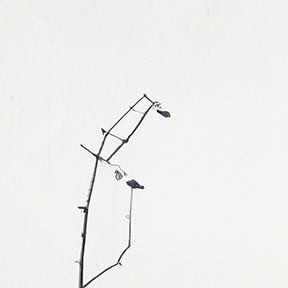 Wadi Home minimalist framed art print of a delicate black branch with small buds against a white background.