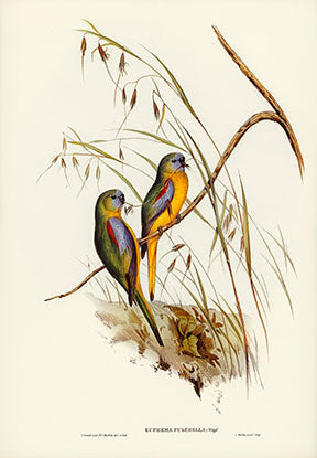 Wadi Home vintage illustration of two colorful parrots perched on a branch with tall grasses. Features yellow, blue, and green plumage.