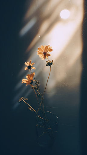 Wadi Home framed print of delicate orange flowers in a vase, bathed in soft sunlight with dramatic shadows.