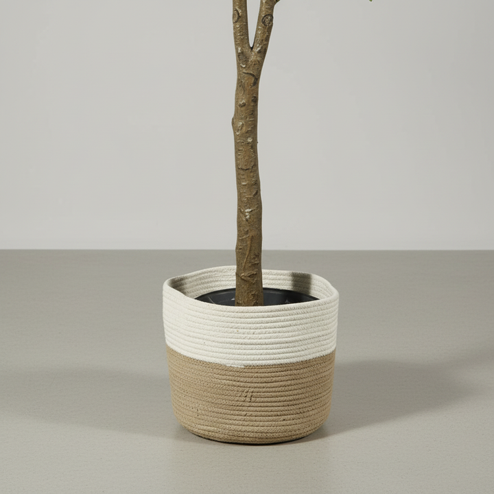 Close-up of 2M olive tree trunk and rope-wrapped pot with shadow