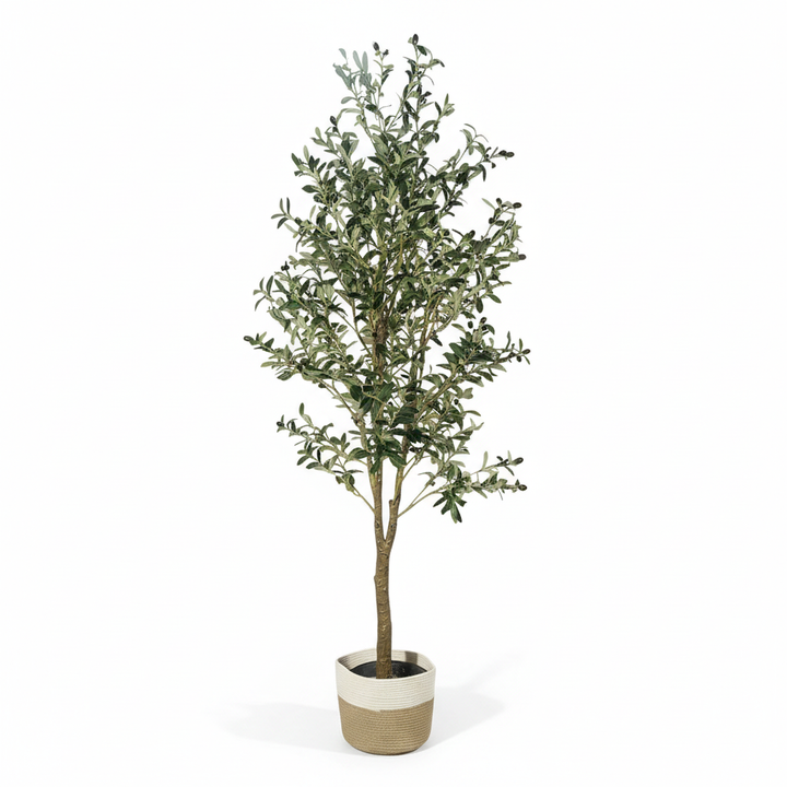Tall 2M artificial olive tree full product shot on white studio background