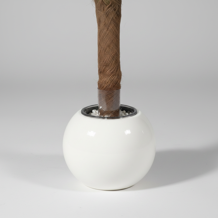Close-up of fern trunk and white pot base with shadow
