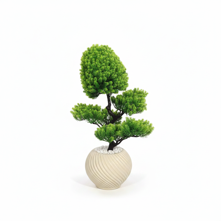 Artificial peperomia full studio shot on white background