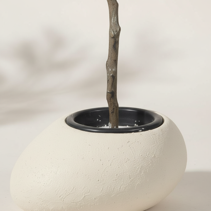 Close-up of trunk and white pot base with subtle shadow