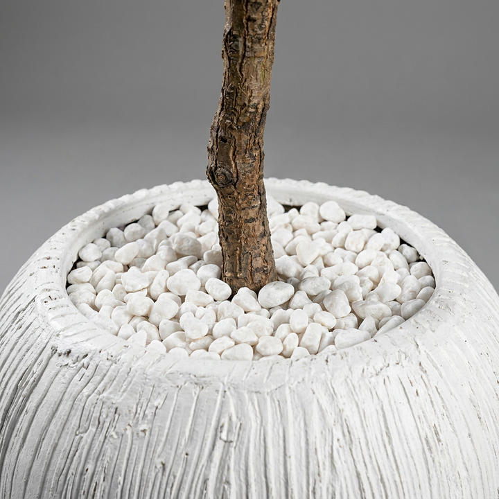 Close-up of pot and trunk base with white pebbles on gray background