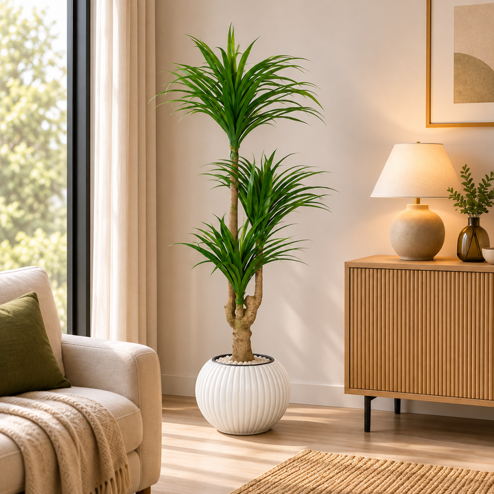 165 cm artificial three-head dracaena with arching green leaves in a spherical white ribbed pot, styled with pale pebbles.
